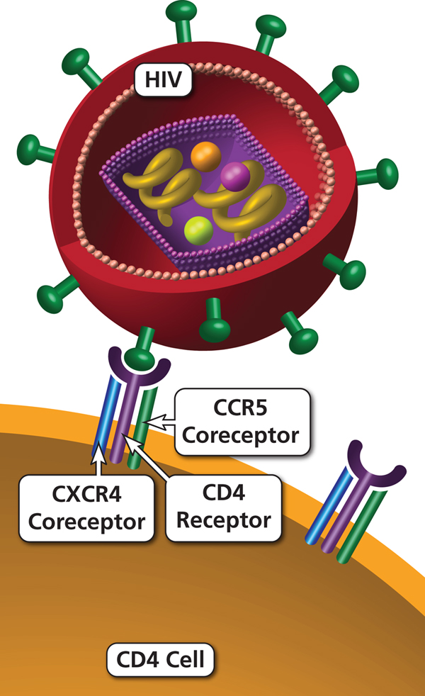 CCR5 binding